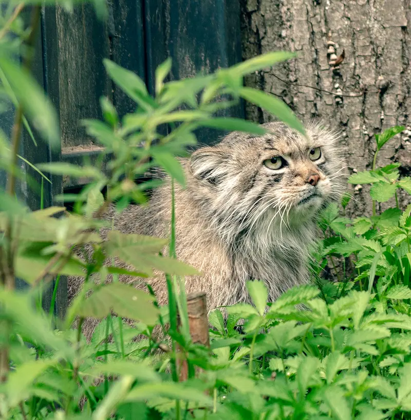 リトアニア動物園のメリッサの写真