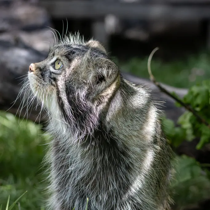 モスクワ動物園のティモフェイの写真
