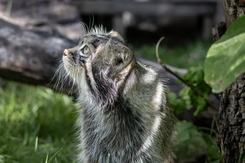 モスクワ動物園のティモフェイの写真