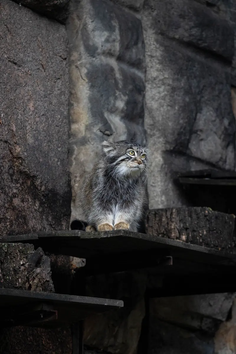 モスクワ動物園のティモフェイの写真