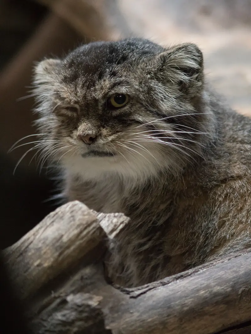 恩賜上野動物園のプリームラの写真