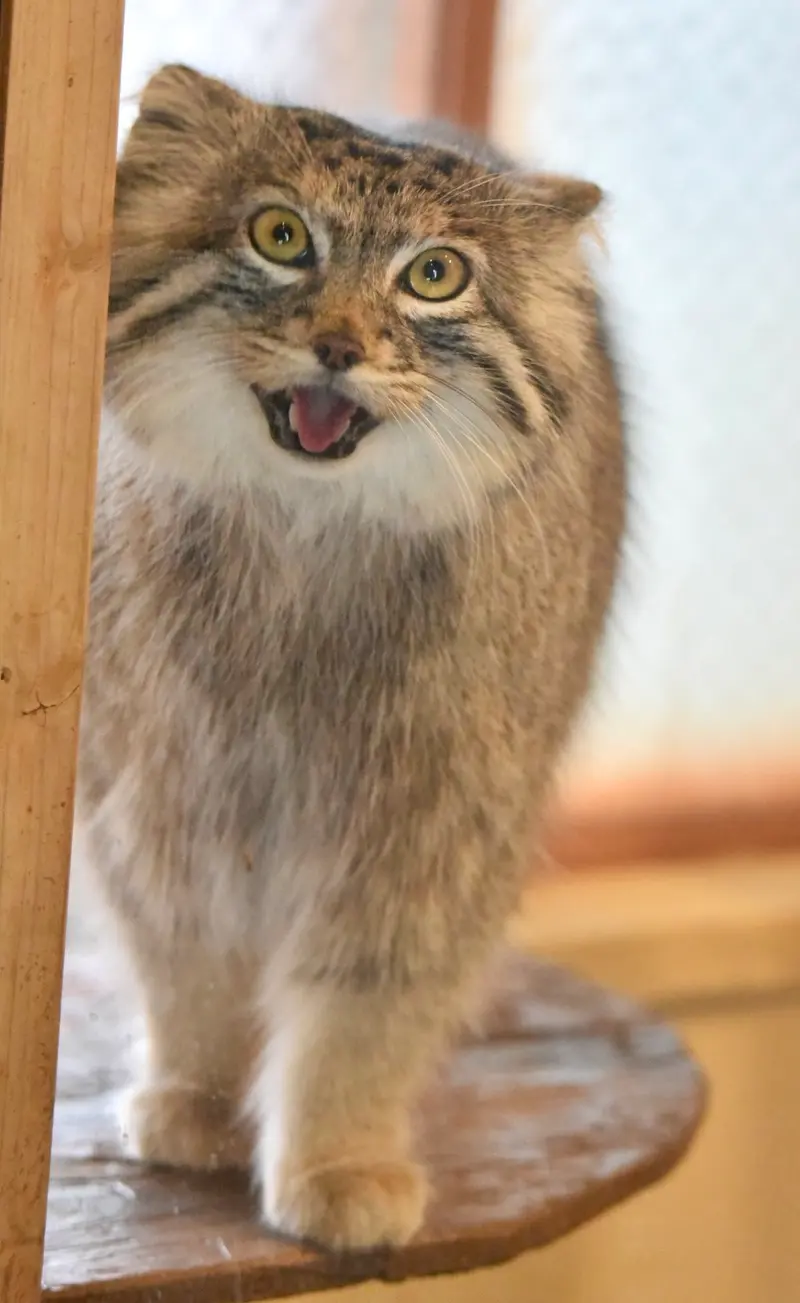 埼玉県こども動物自然公園のオリーヴァの写真