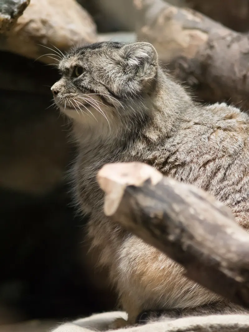恩賜上野動物園のプリームラの写真