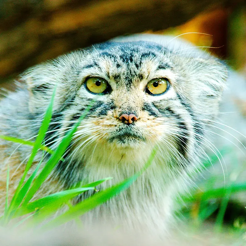 レッドリバー動物園のマヌルネコのエルヴィラ