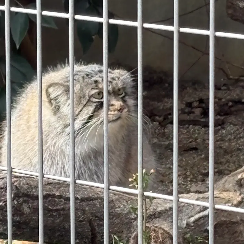 東山動植物園のエルの写真