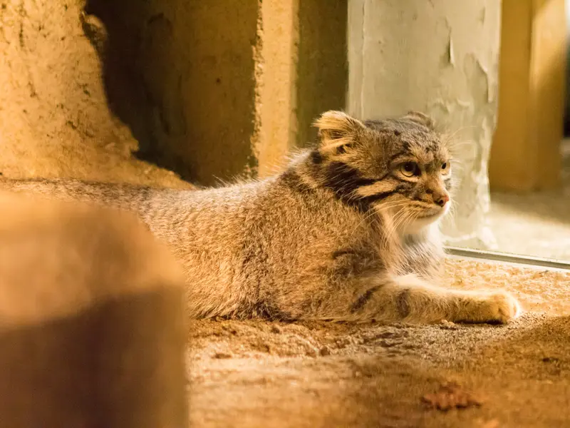 野毛山動物園のフィーガの写真
