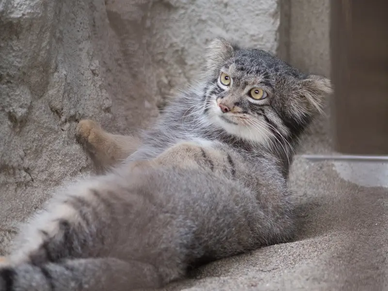 野毛山動物園のフィーガの写真