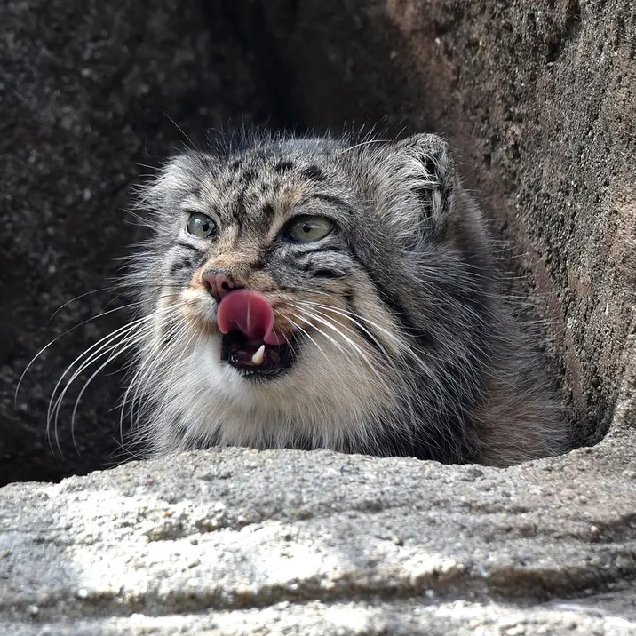 神戸市立王子動物園のペッキーの写真