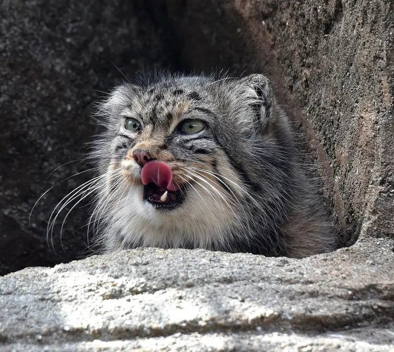 神戸市立王子動物園のペッキーの写真