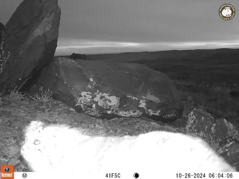 コシュカルカメラトラップで撮影したOtocolobus manul manulの写真
