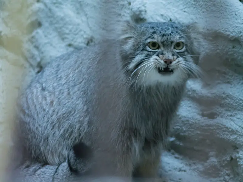野毛山動物園のフィーガの写真