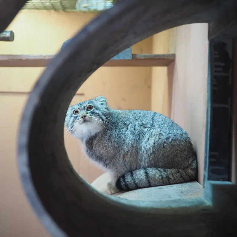 埼玉県こども動物自然公園のプリームラの写真