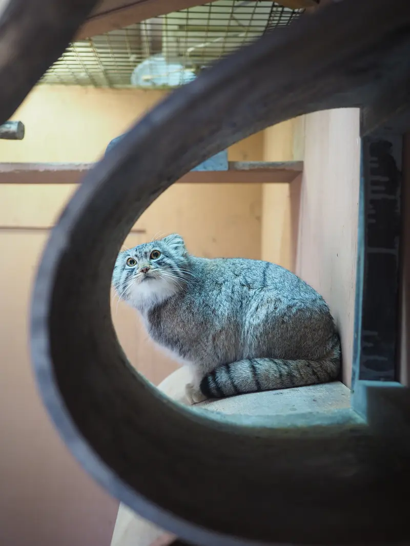 埼玉県こども動物自然公園のプリームラの写真