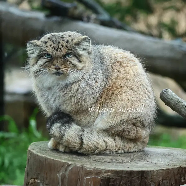 那須どうぶつ王国のボルの写真