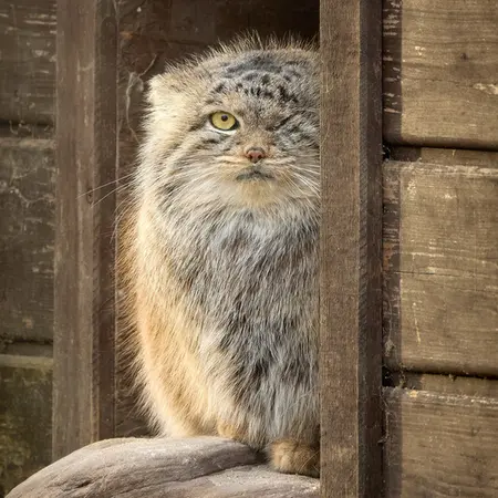 ポズナン新動物園のボジェンカの写真