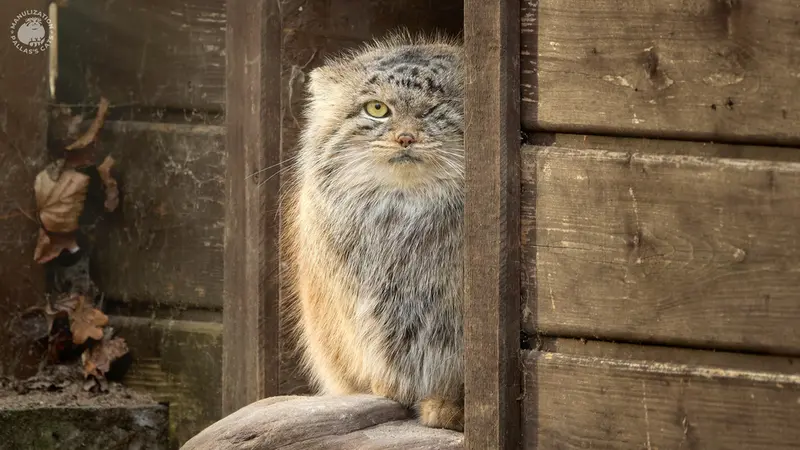 ポズナン新動物園のボジェンカの写真
