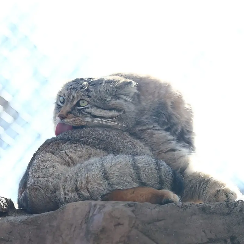埼玉県こども動物自然公園のロータスの写真