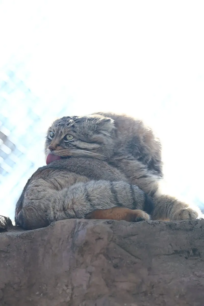 埼玉県こども動物自然公園のロータスの写真
