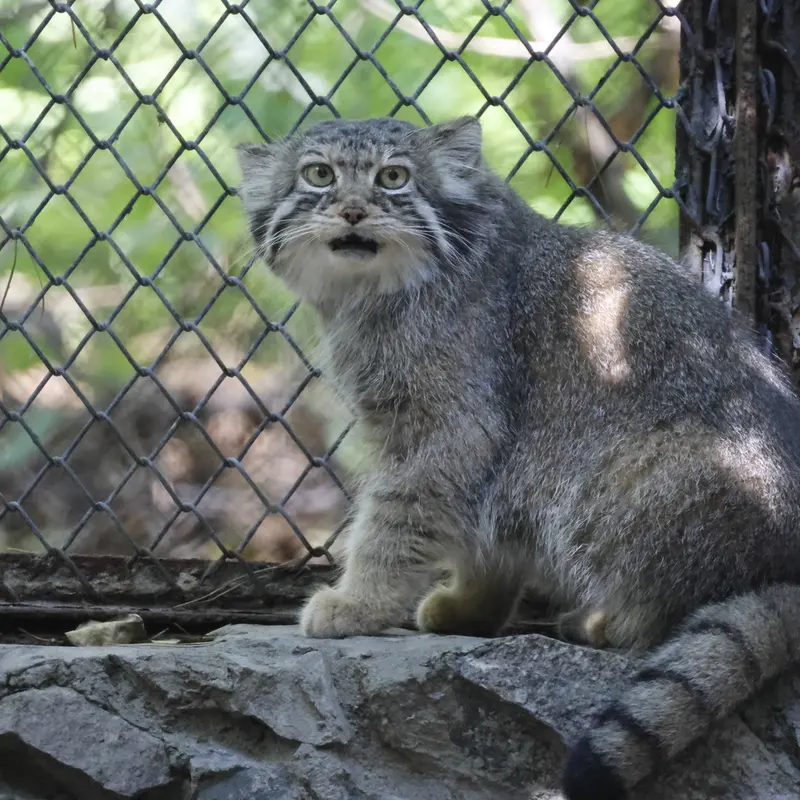 ノヴォシビルスク動物園のイヴの写真