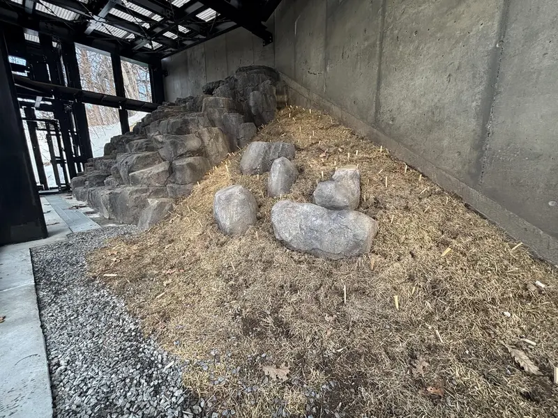 旭山動物園のマヌルネコの写真