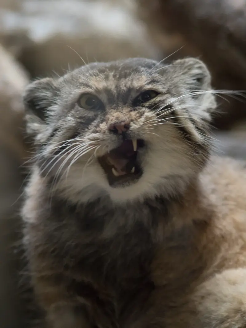 恩賜上野動物園のプリームラの写真