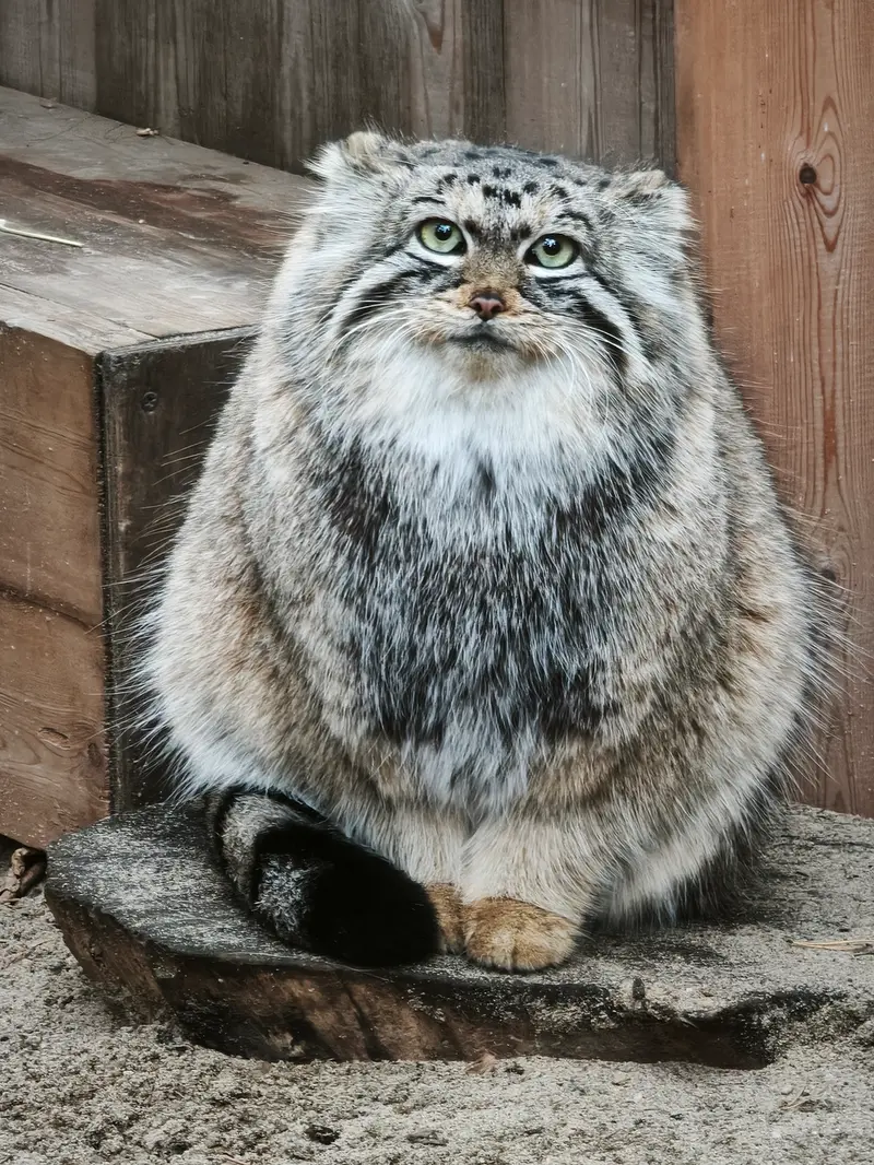 ノヴォシビルスク動物園のアーニャの写真