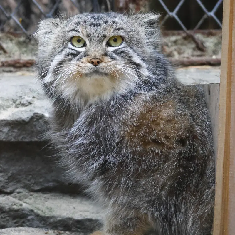 ノヴォシビルスク動物園のルフの写真