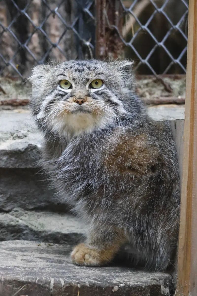ノヴォシビルスク動物園のルフの写真