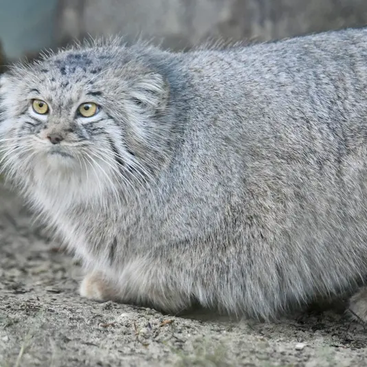 ヘラブルン動物園のスタブシの写真