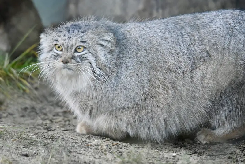 ヘラブルン動物園のスタブシの写真