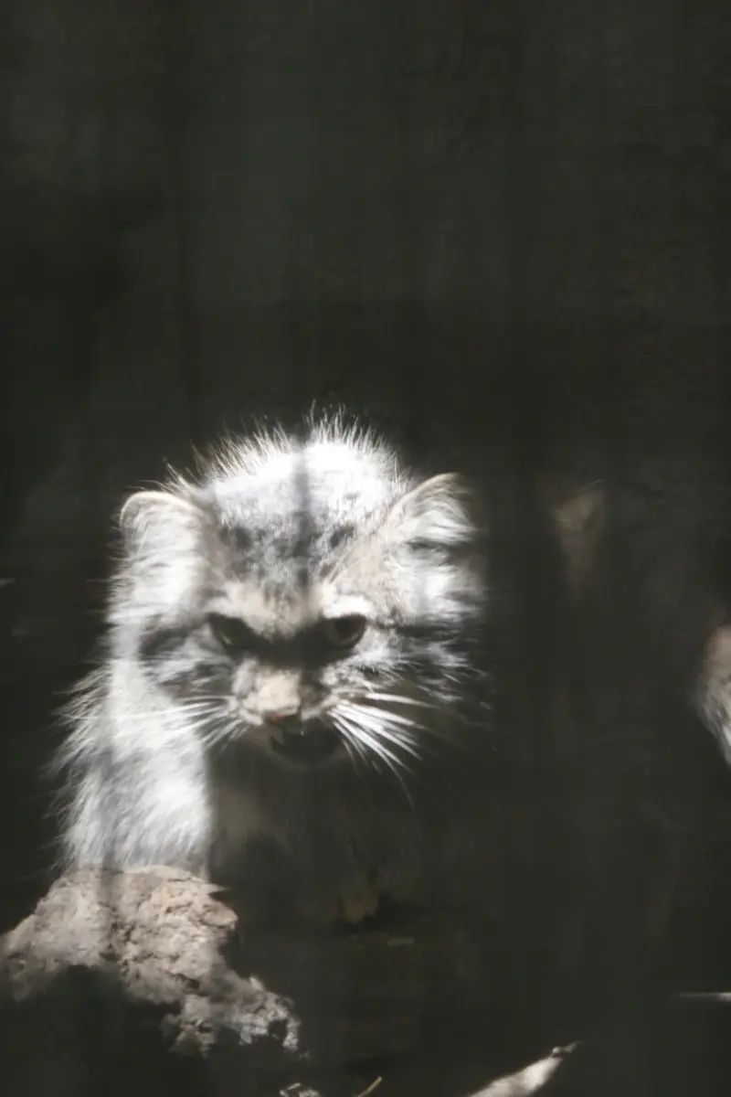 ブダペスト動物園・植物園のルーシーの写真