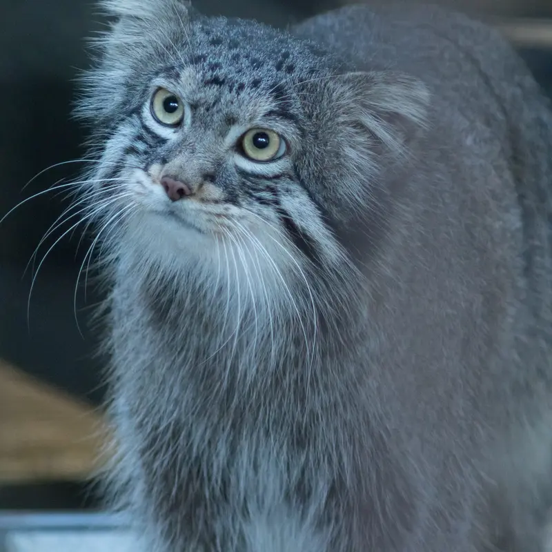野毛山動物園のフィーガの写真