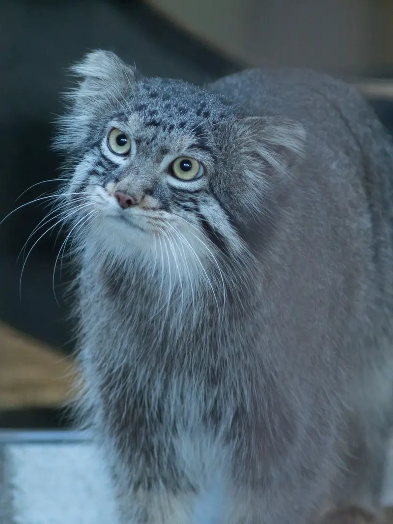 野毛山動物園のフィーガの写真