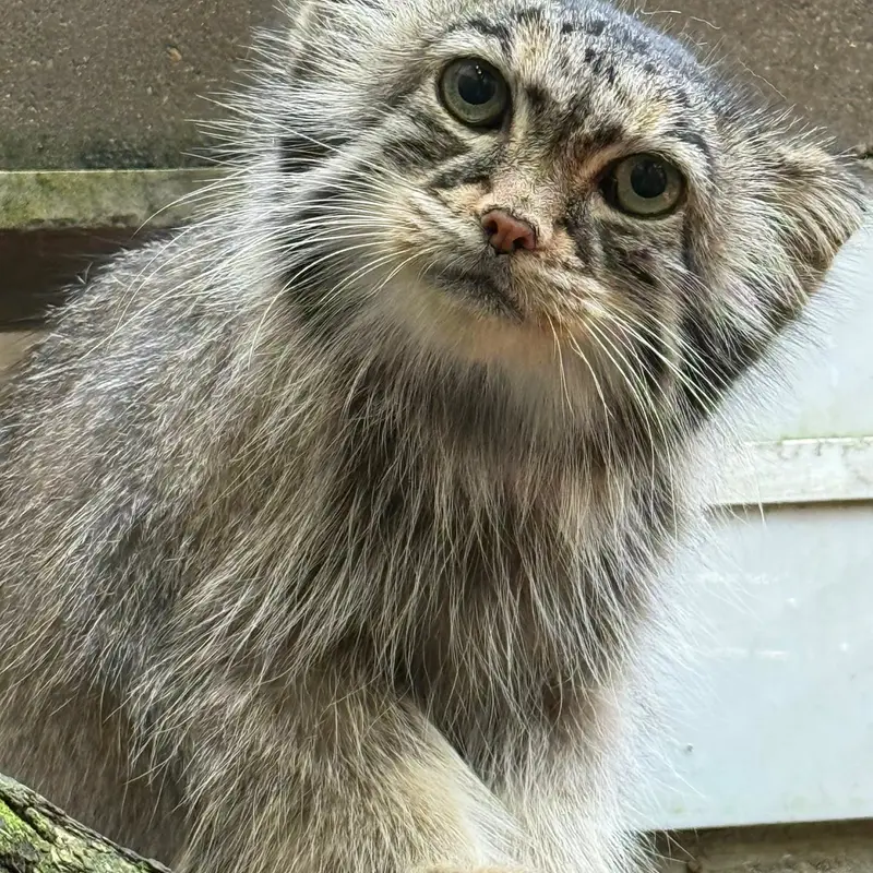 ミラー・パーク動物園のノゾミの写真