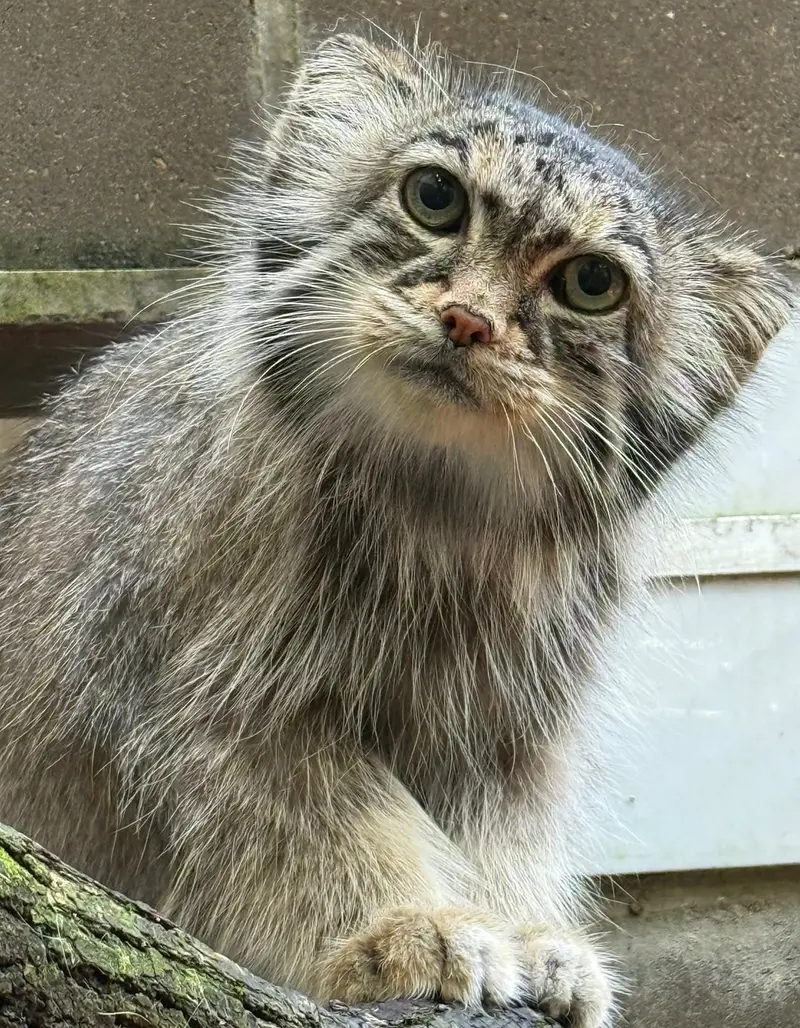 ミラー・パーク動物園のノゾミの写真