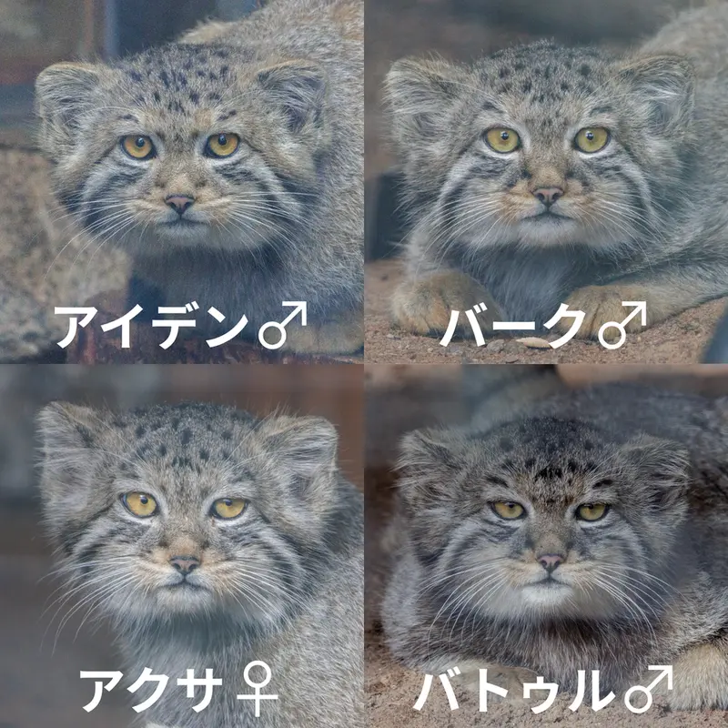 マヌルネコの写真
