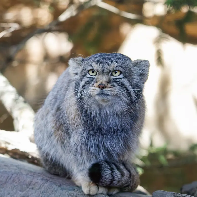 那須どうぶつ王国のナゴムの写真