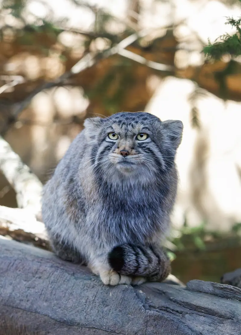那須どうぶつ王国のナゴムの写真