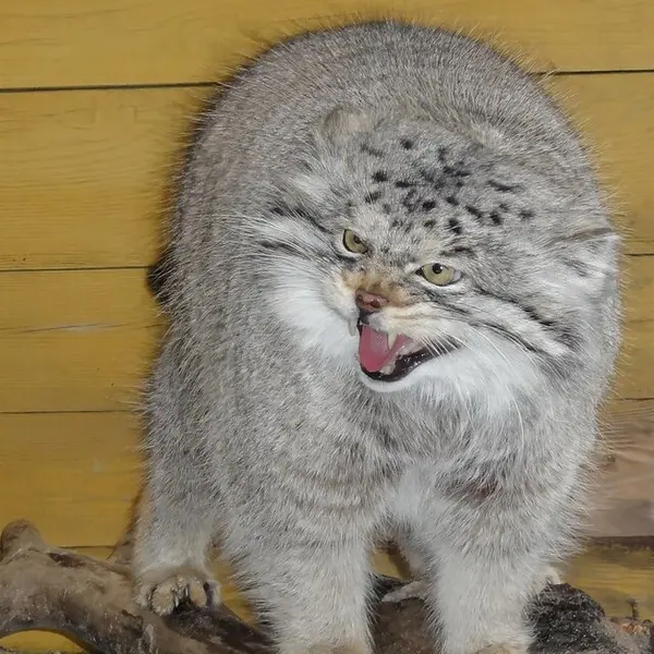 レニングラード動物園のスノークの写真