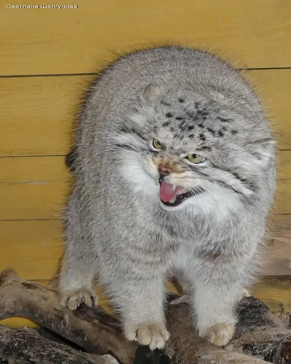 レニングラード動物園のスノークの写真