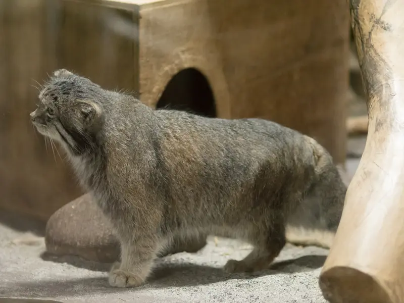 恩賜上野動物園のクリョンの写真