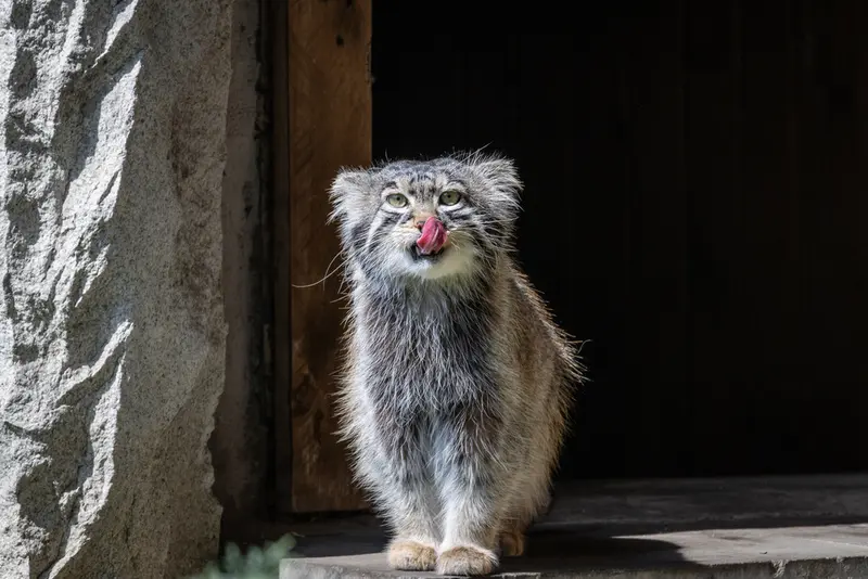 モスクワ動物園のティモフェイの写真