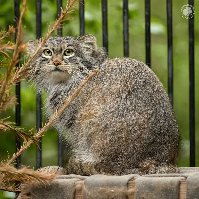 ノヴォシビルスク動物園のスネジンカの写真