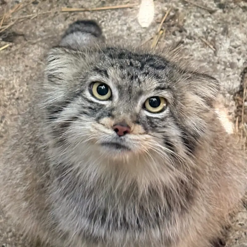 パルコ・ガッロローゼのフッジティーヴォの写真