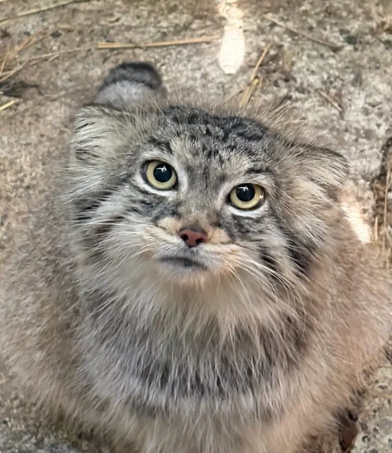パルコ・ガッロローゼのフッジティーヴォの写真