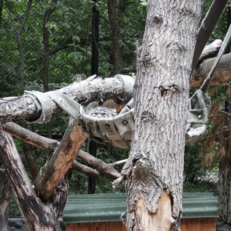 ノヴォシビルスク動物園のミアの写真