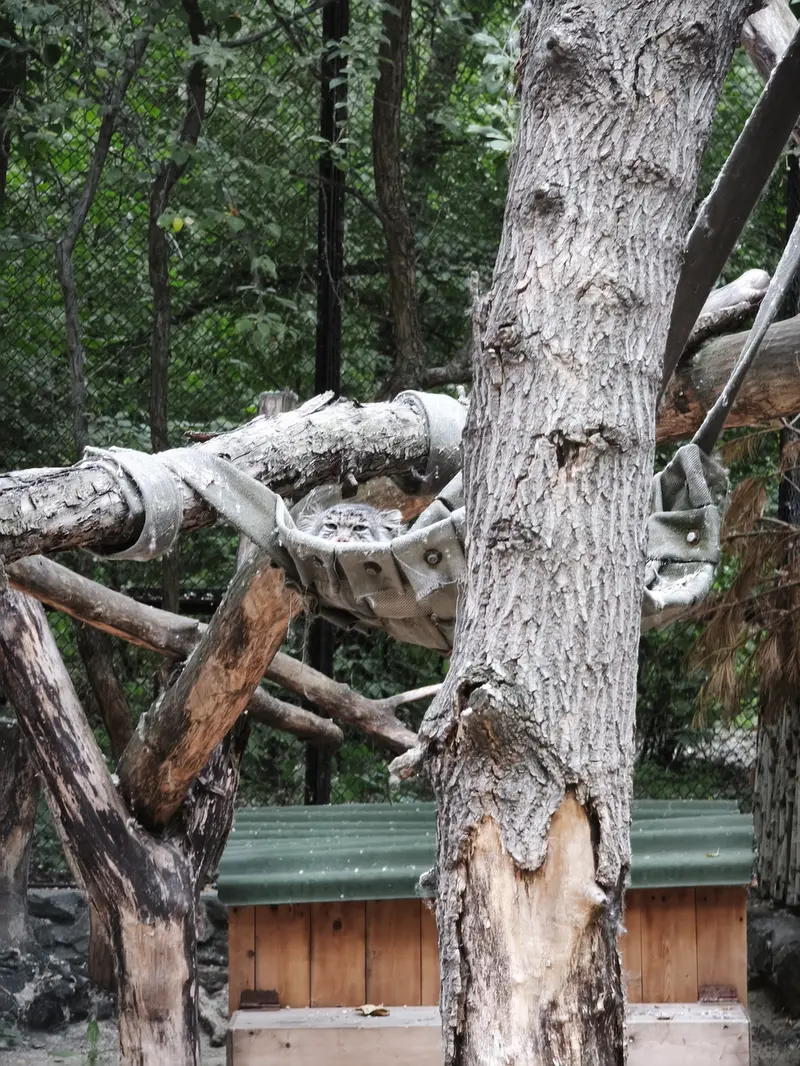ノヴォシビルスク動物園のミアの写真