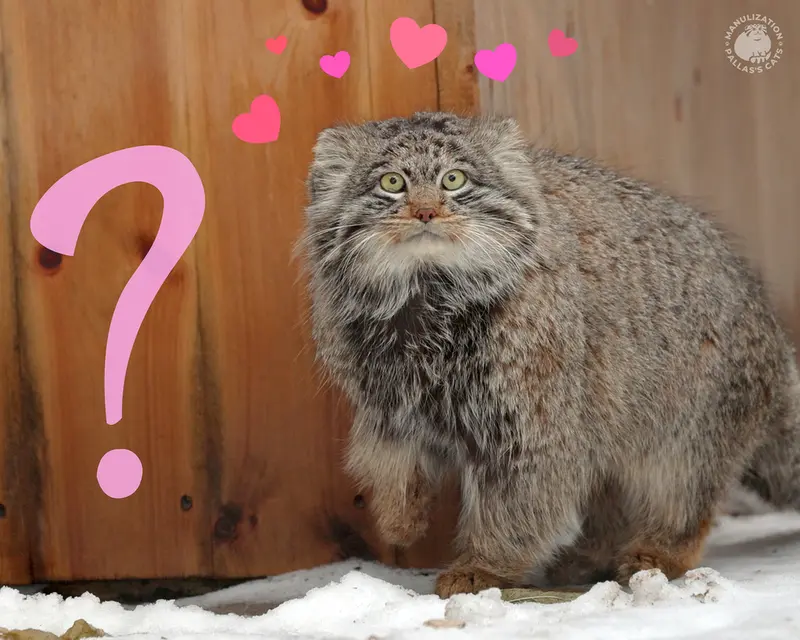 ノヴォシビルスク動物園のマリクの写真