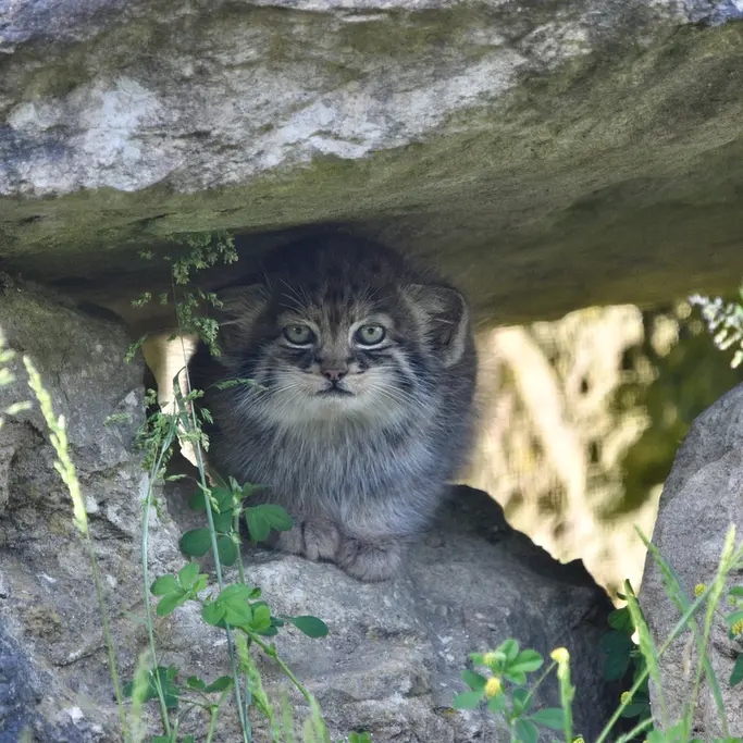 ポート・リムプネ・ワイルド・アニマル・パークのナムーの子猫 b. 2026 Ⅱの写真