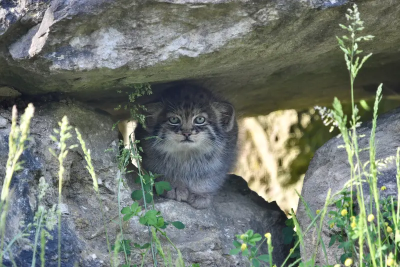 ポート・リムプネ・ワイルド・アニマル・パークのナムーの子猫 b. 2026 Ⅱの写真